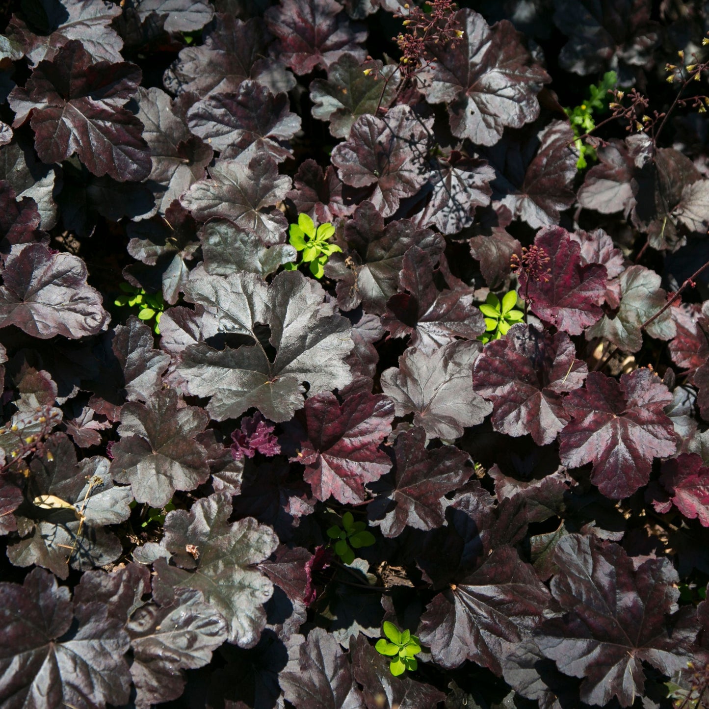 Heuchera 'Black Beauty' 2L