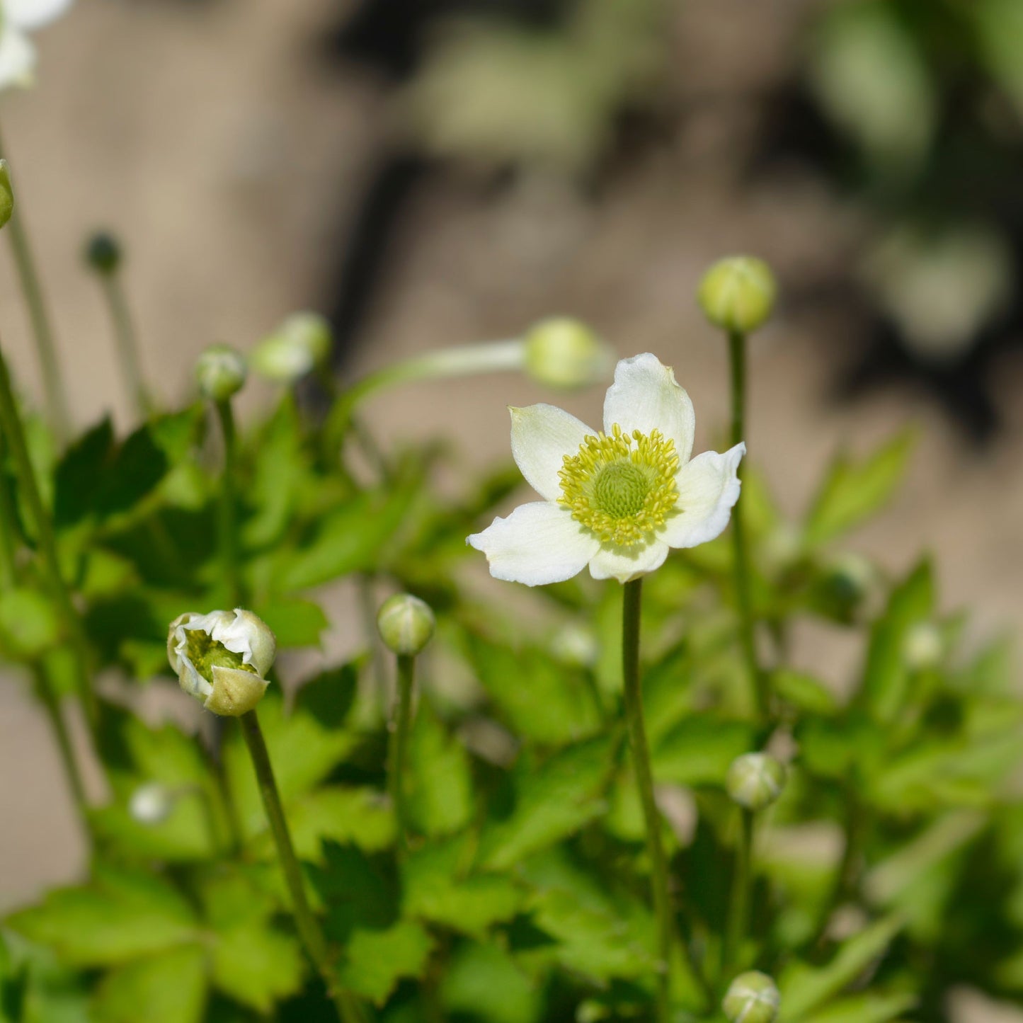 Anemone multifida White 9cm