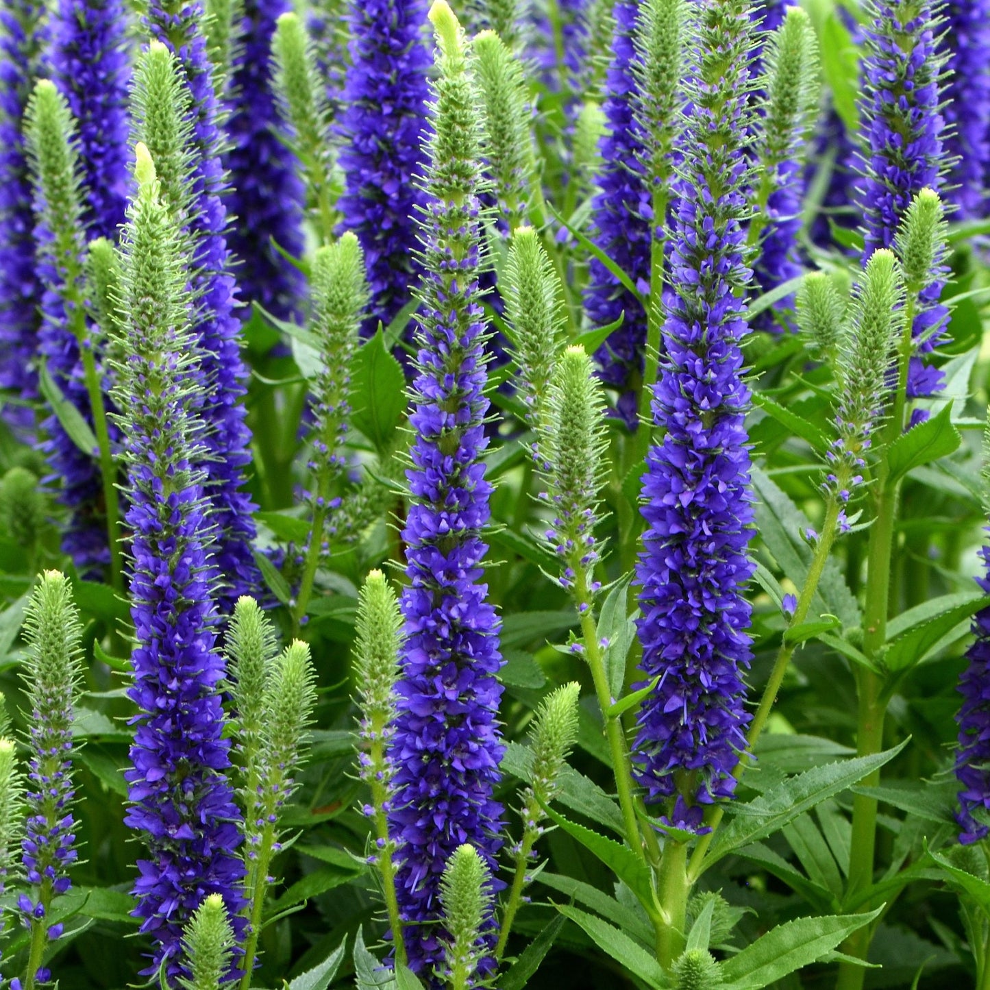 Veronica 'Anniversary Blue€™ 9cm/2L