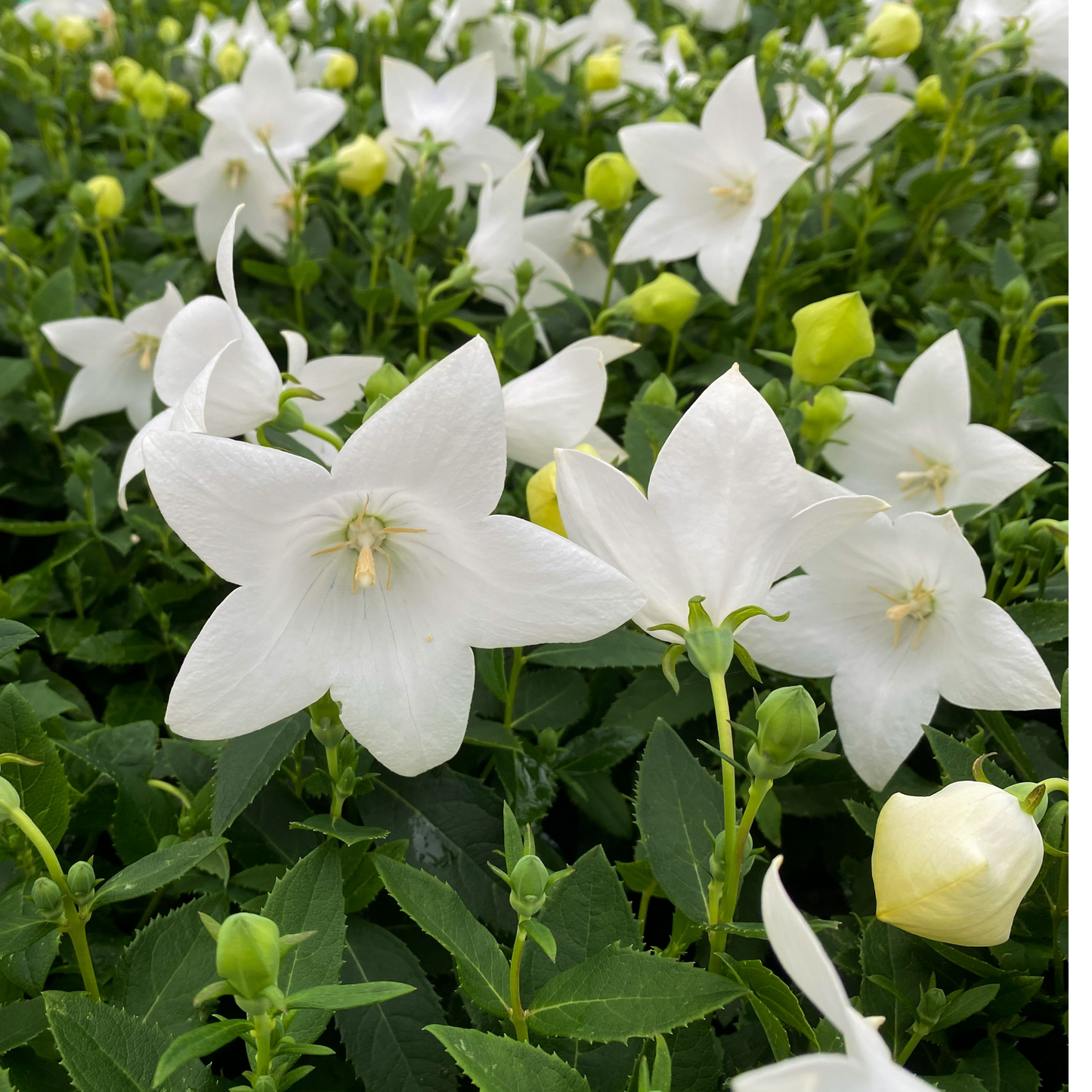 Platycodon White 9cm