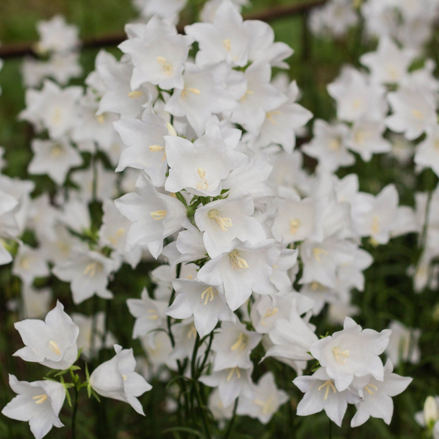 4 x White Flowering Perennials €“ 9cm Pots