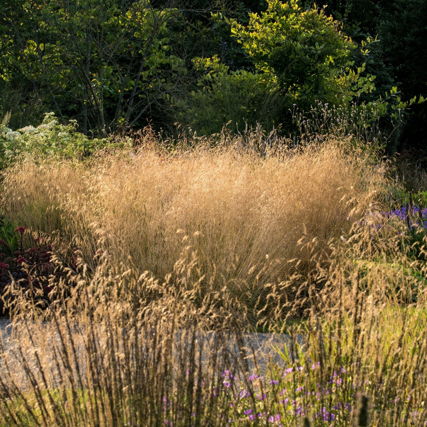 Deschampsia 'Goldtau' 2L