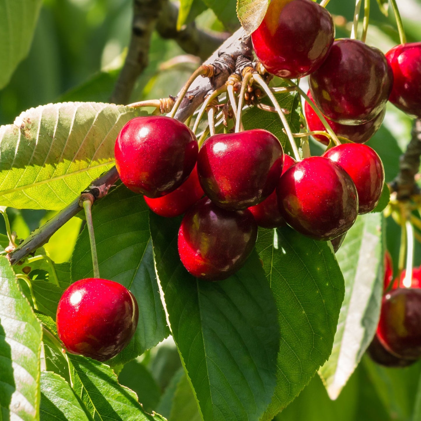 Dwarf Patio Cherry Tree 'Morellenfeuer'