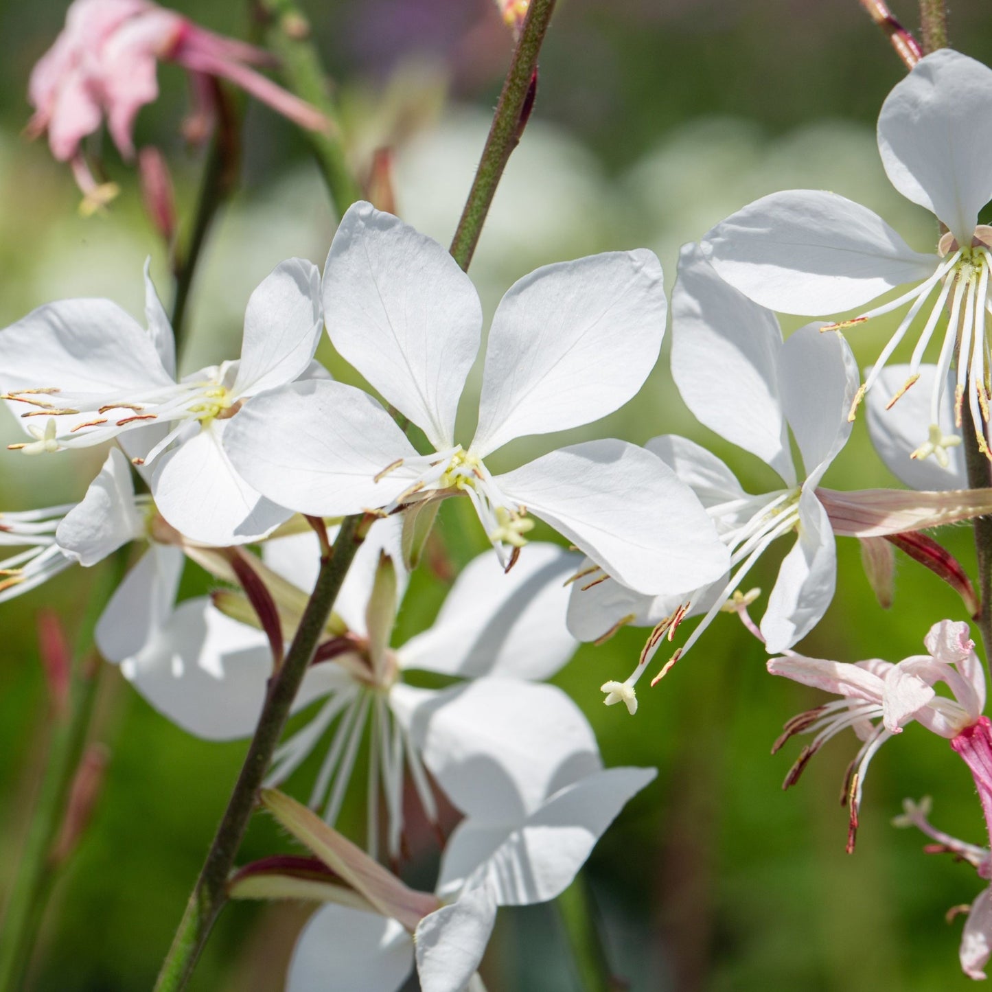 Gaura lindheimeri White 9cm / 2L