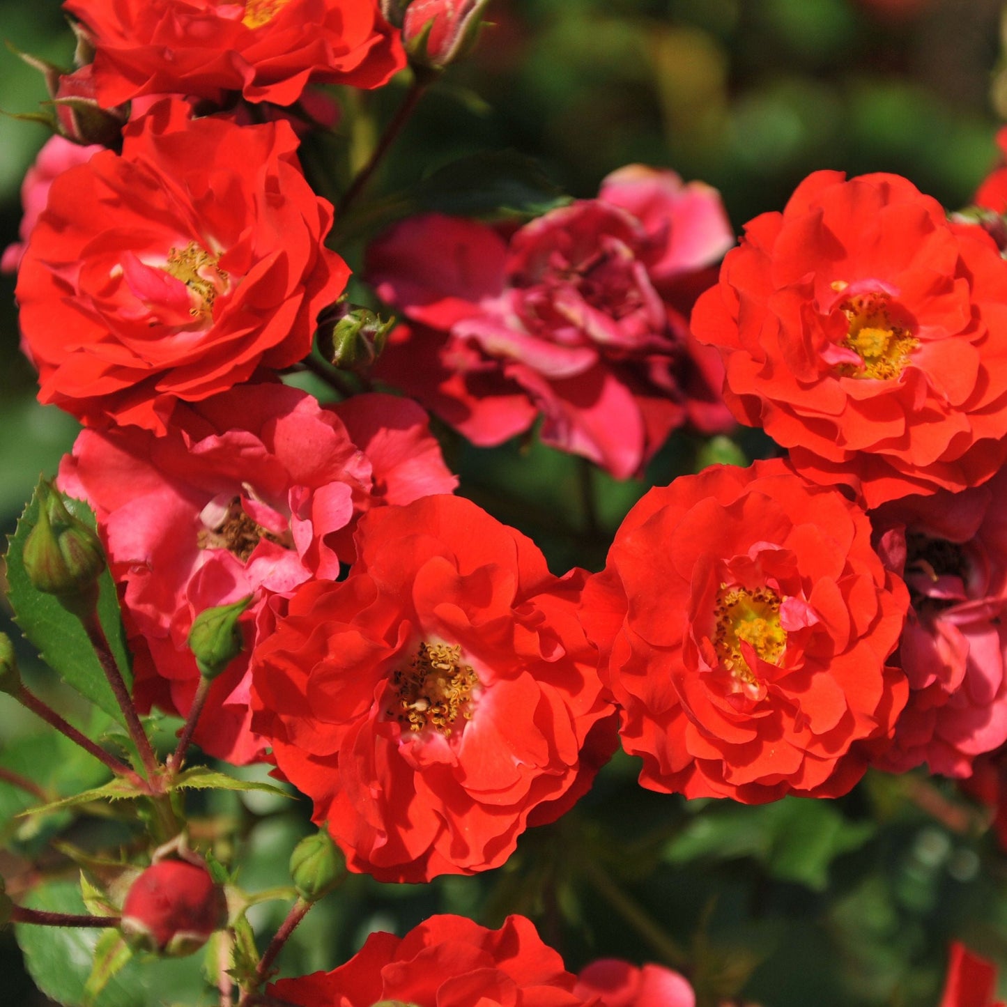 Rosy Boom Mini Potted Rose 5L
