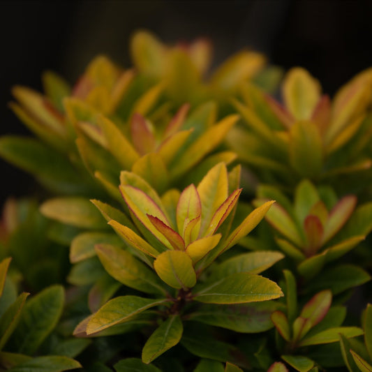 Escallonia 'Glowing Embers' 9cm