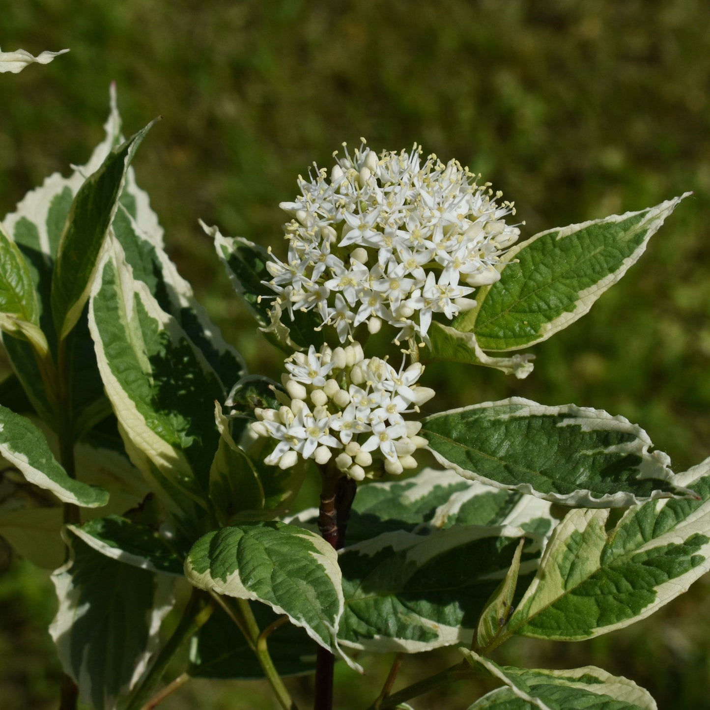Cornus alba Elegantissima 1L / 2L