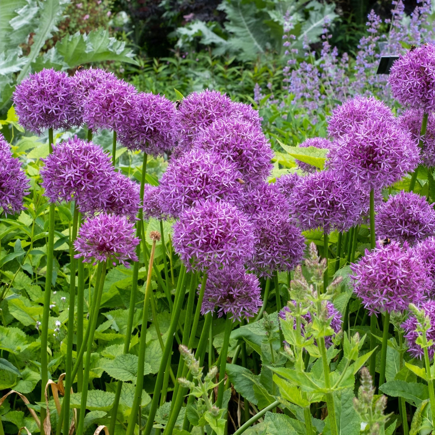 Allium hollandicum 'Purple Sensation'