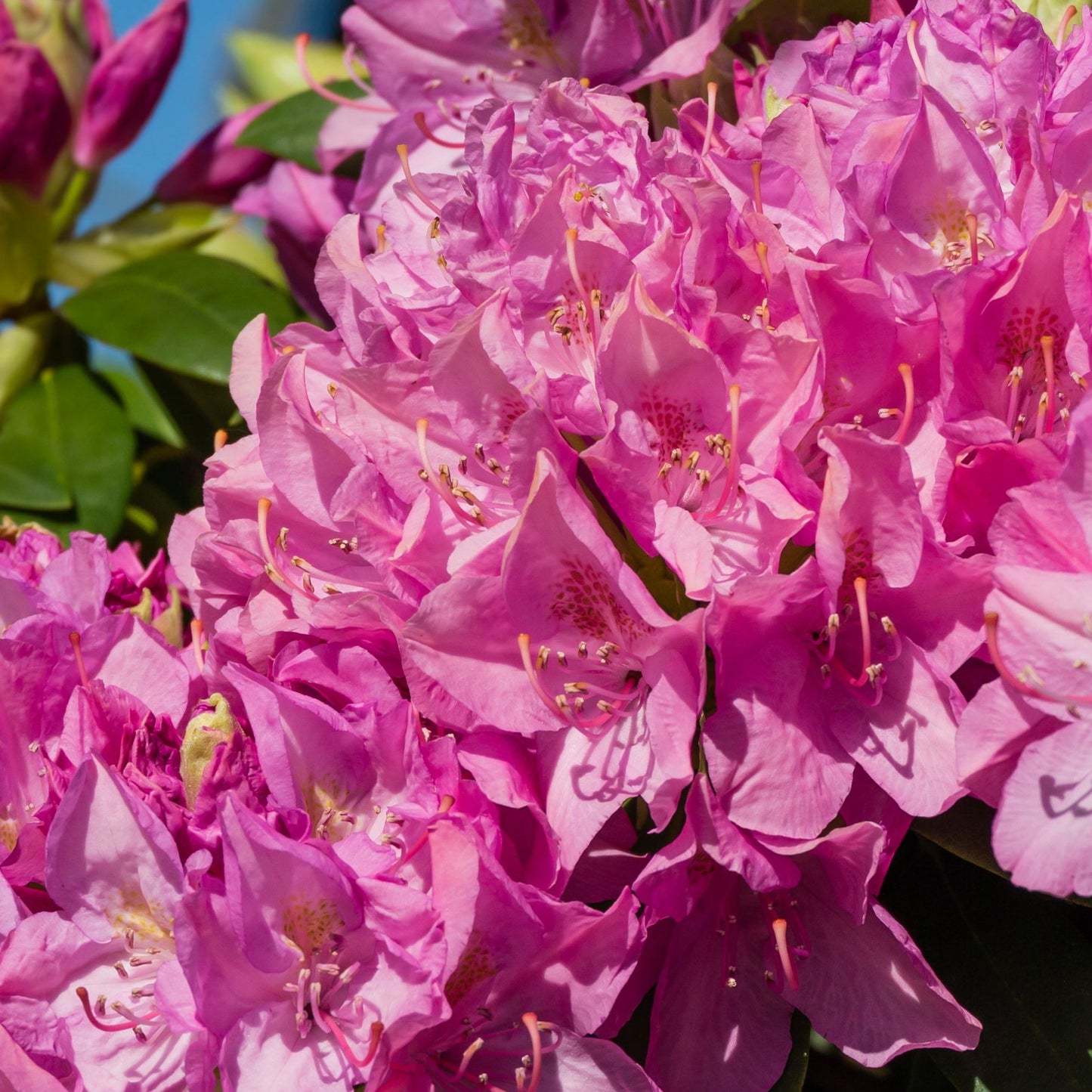 Rhododendron Roseum Elegans 2-5L