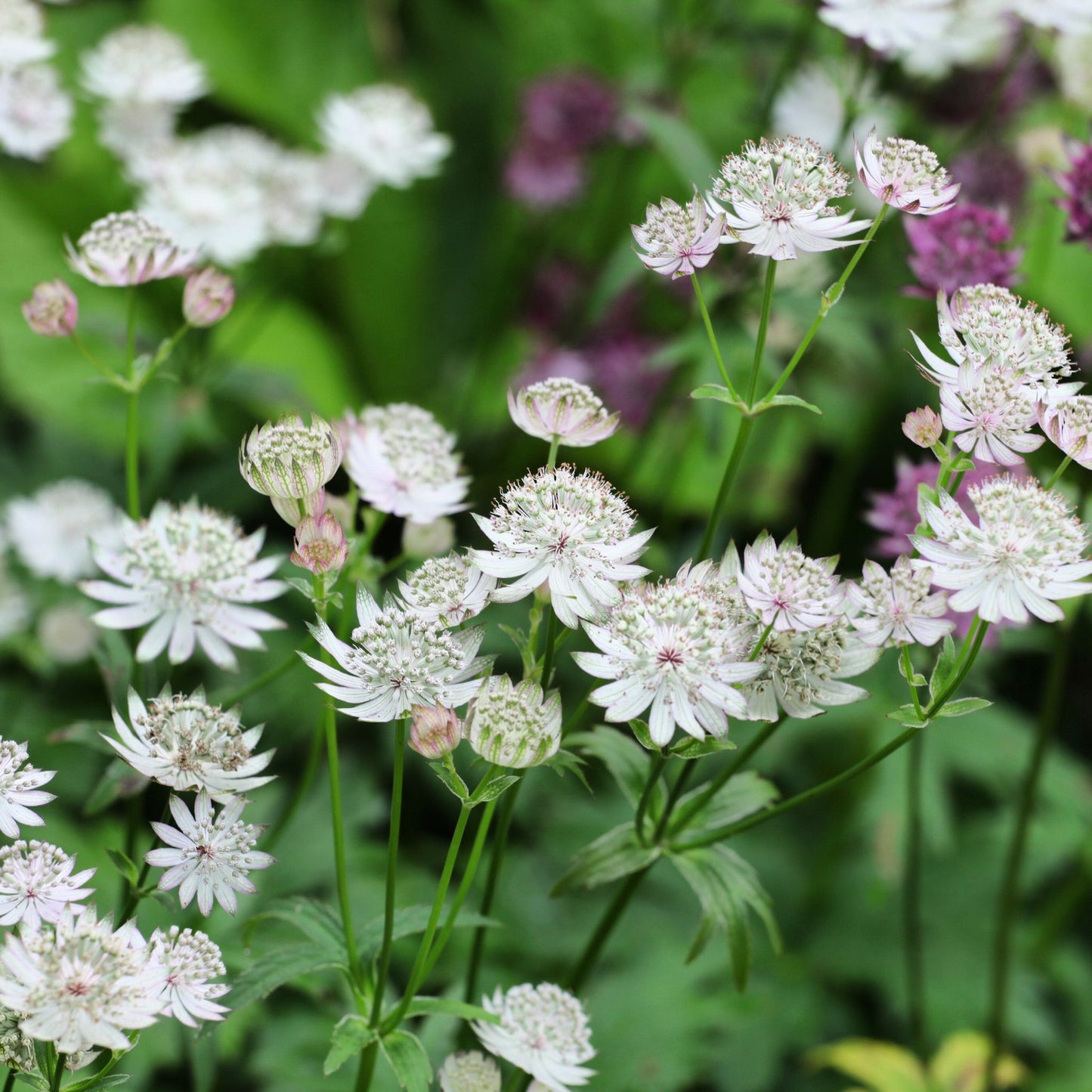 Astrantia major €˜Shaggy€™ 2L