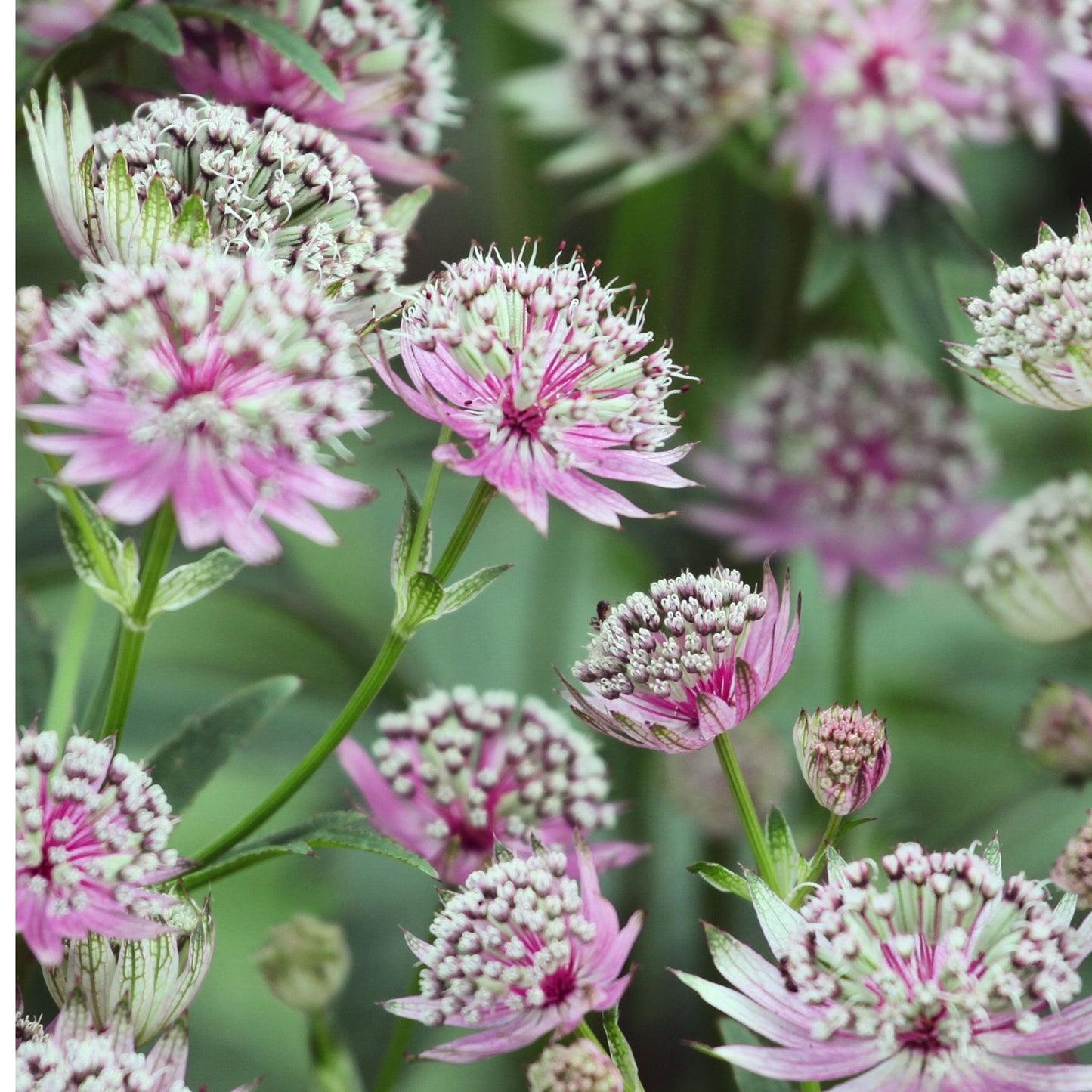 Astrantia major €˜Buckland' 2L