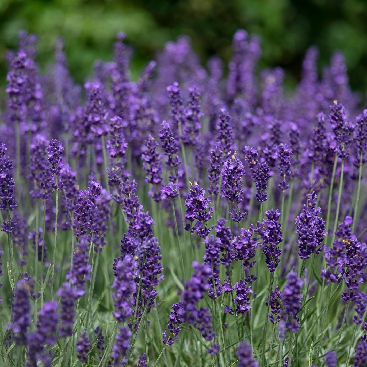 4 x Purple Flowering Perennials €“ 9cm Pots