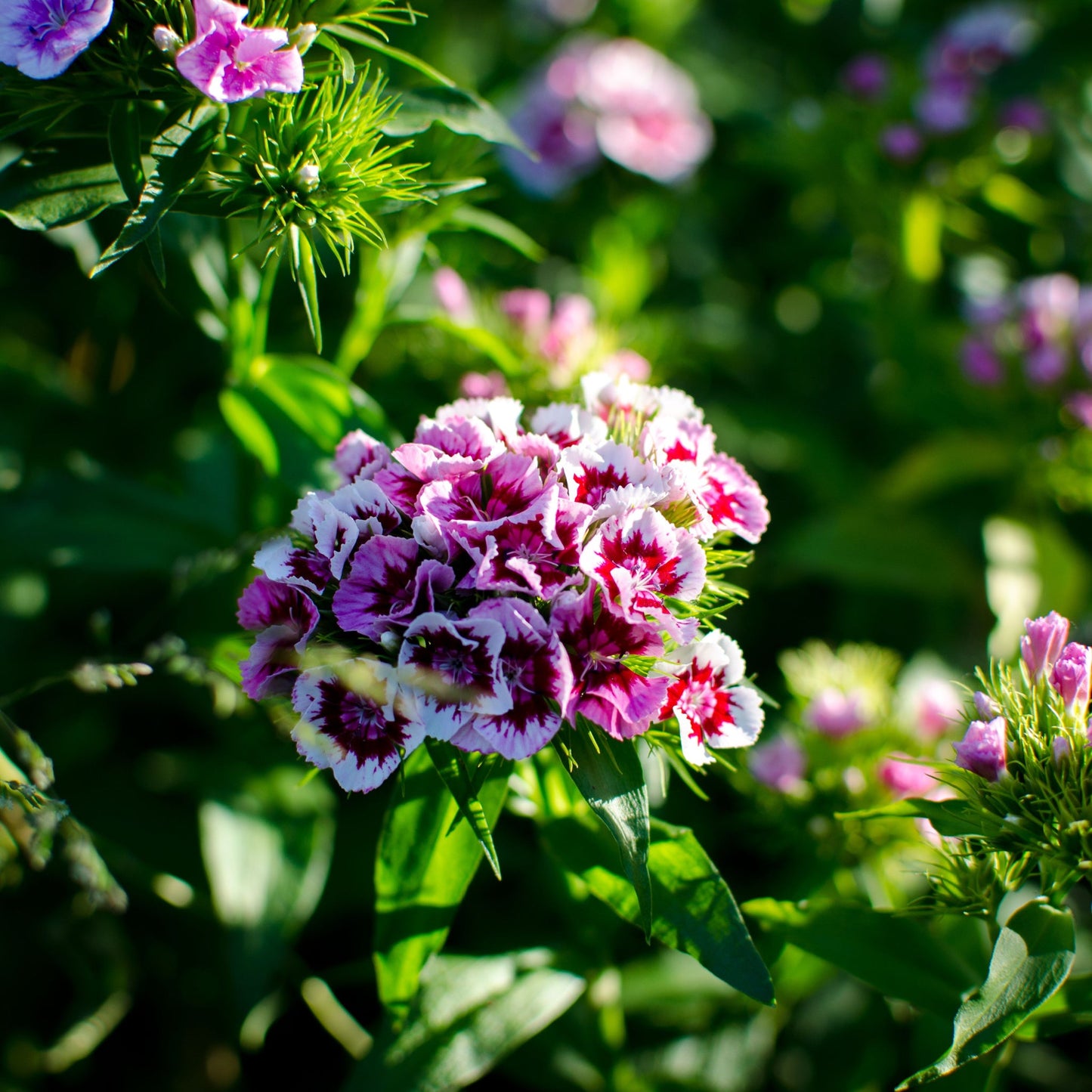 Dianthus Bianca 3L
