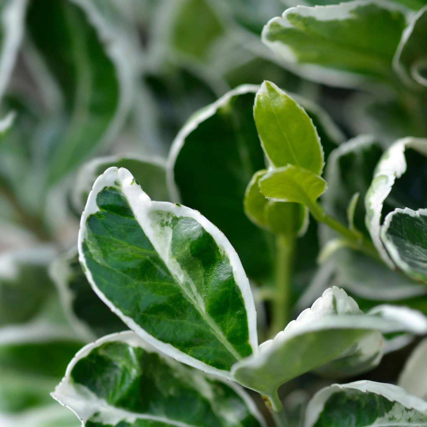 Euonymus japonicus €˜Kathy€™ 9cm