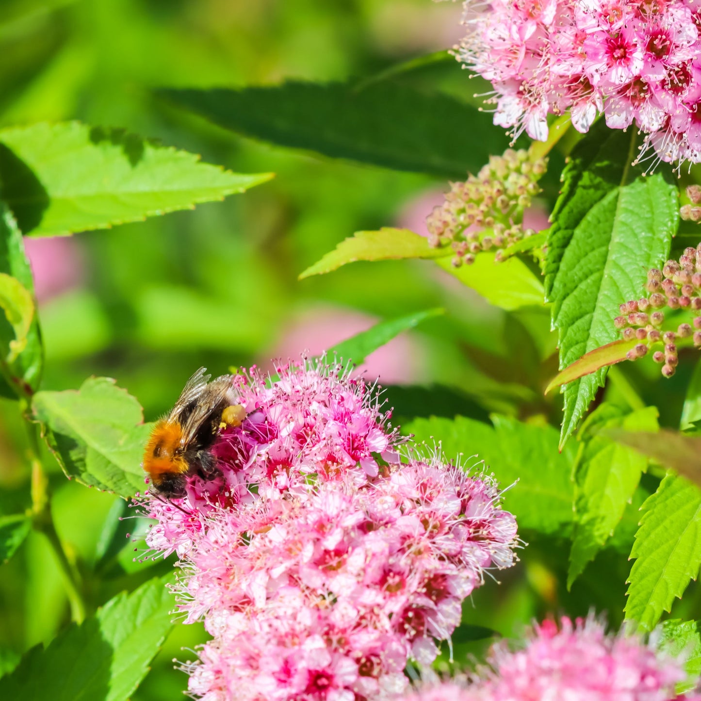 Spiraea japonica 'Manon' 1L