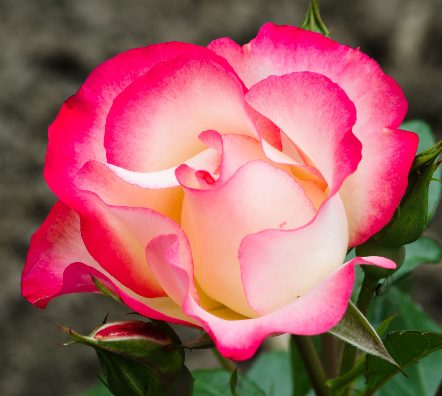 Rose Birthday Girl €˜Meilasso€™ | Floribunda Rose | 4L Potted Rose