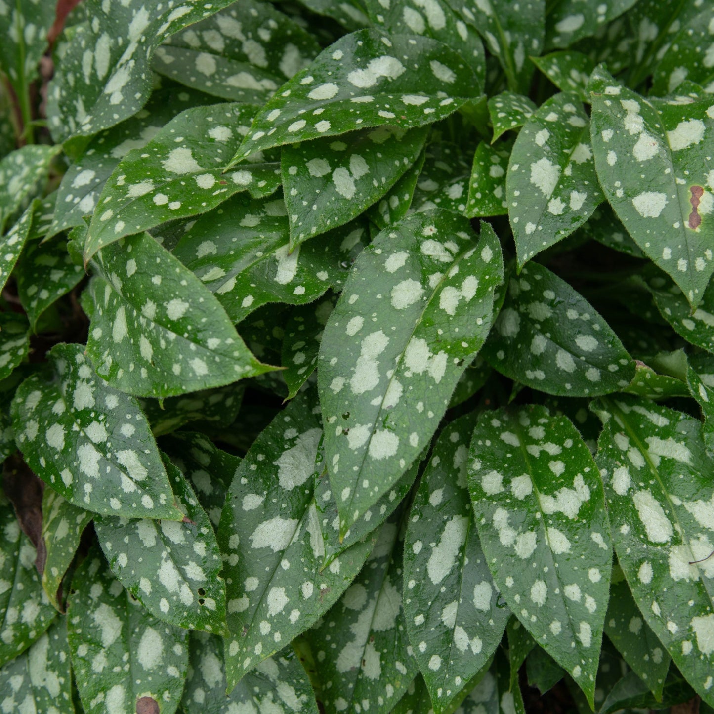 Pulmonaria 'Shrimps on the Barbie' 9cm/2L