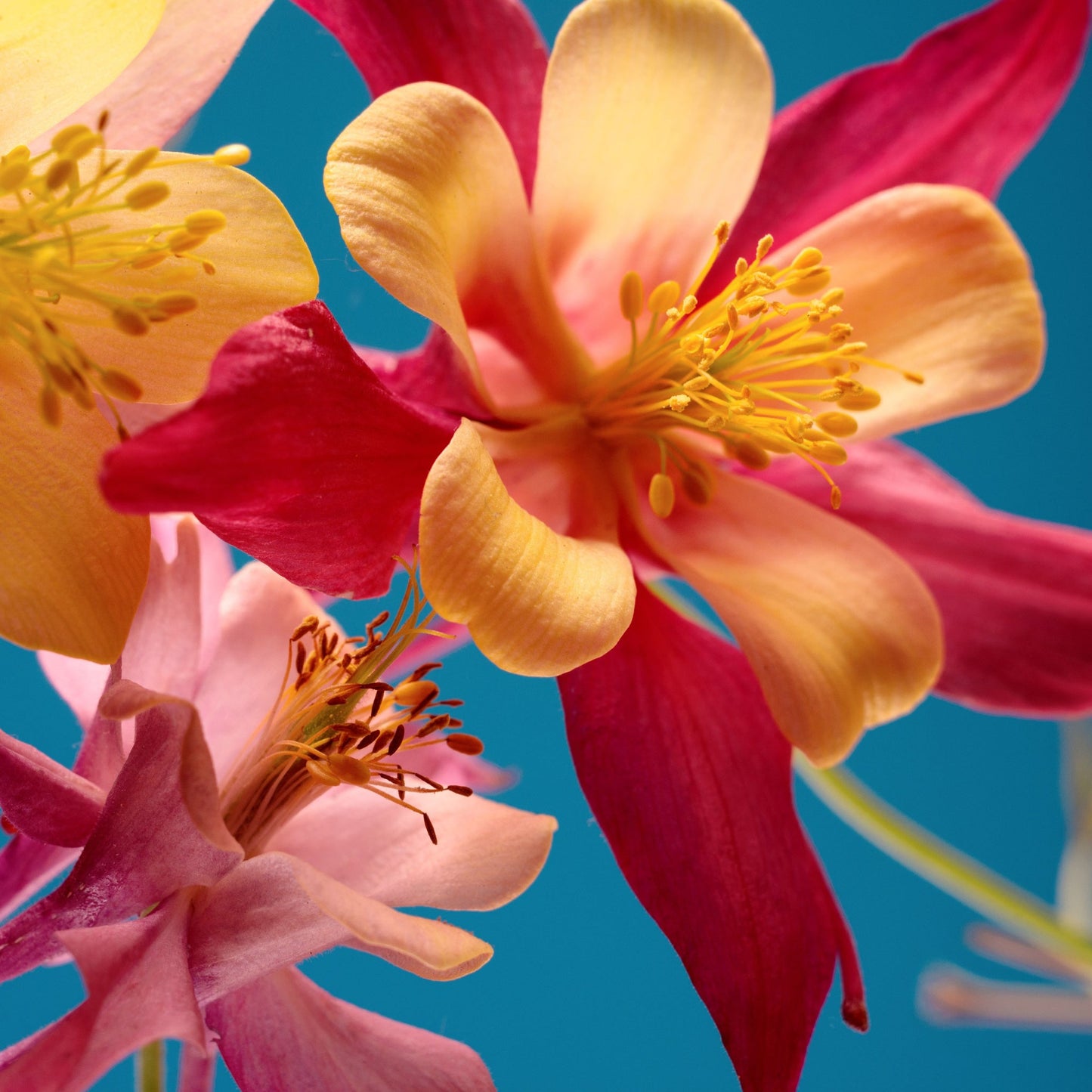 Aquilegia earlybird  Red/Yellow 9cm