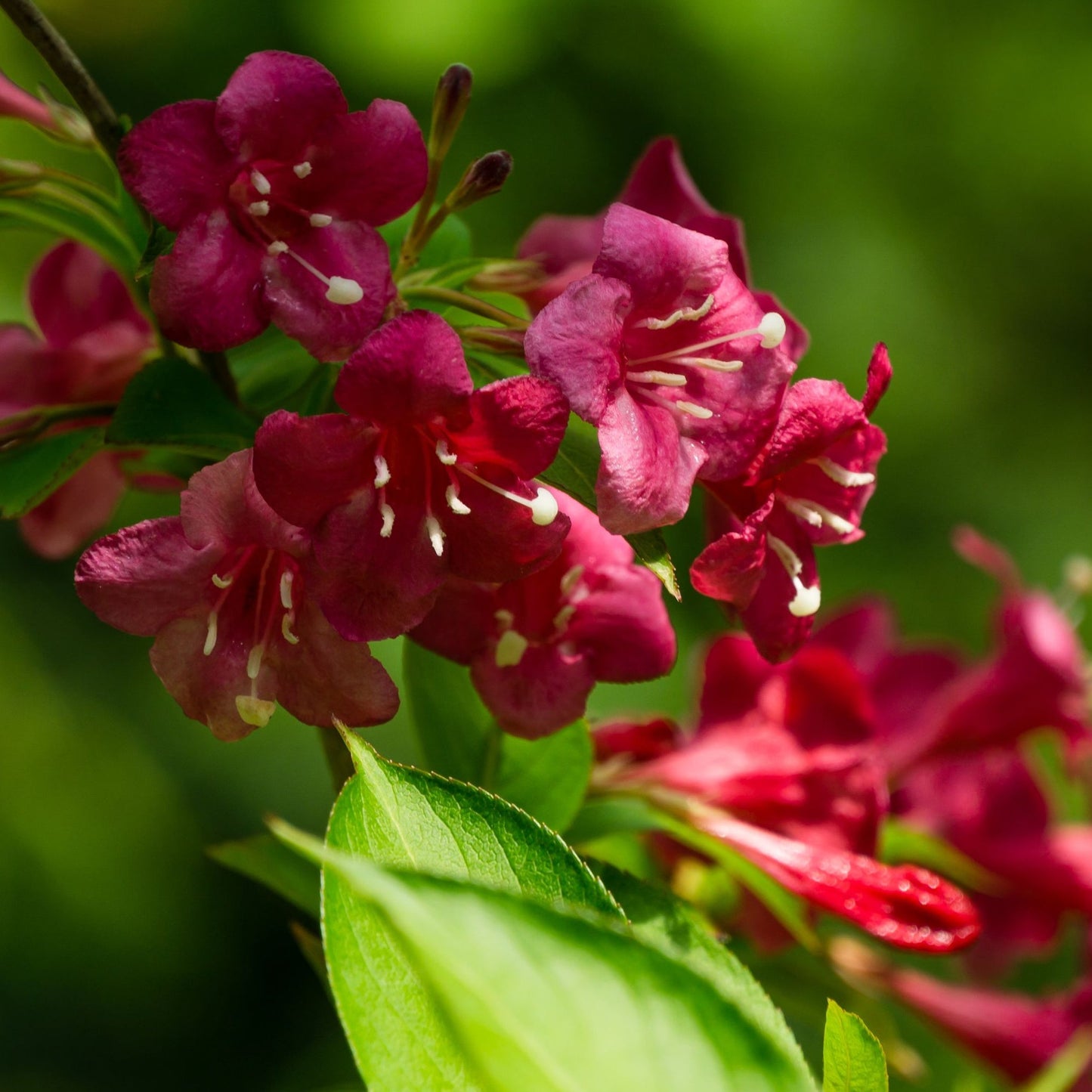 Weigela Florida 'Bristol Ruby' (2 Sizes Available)