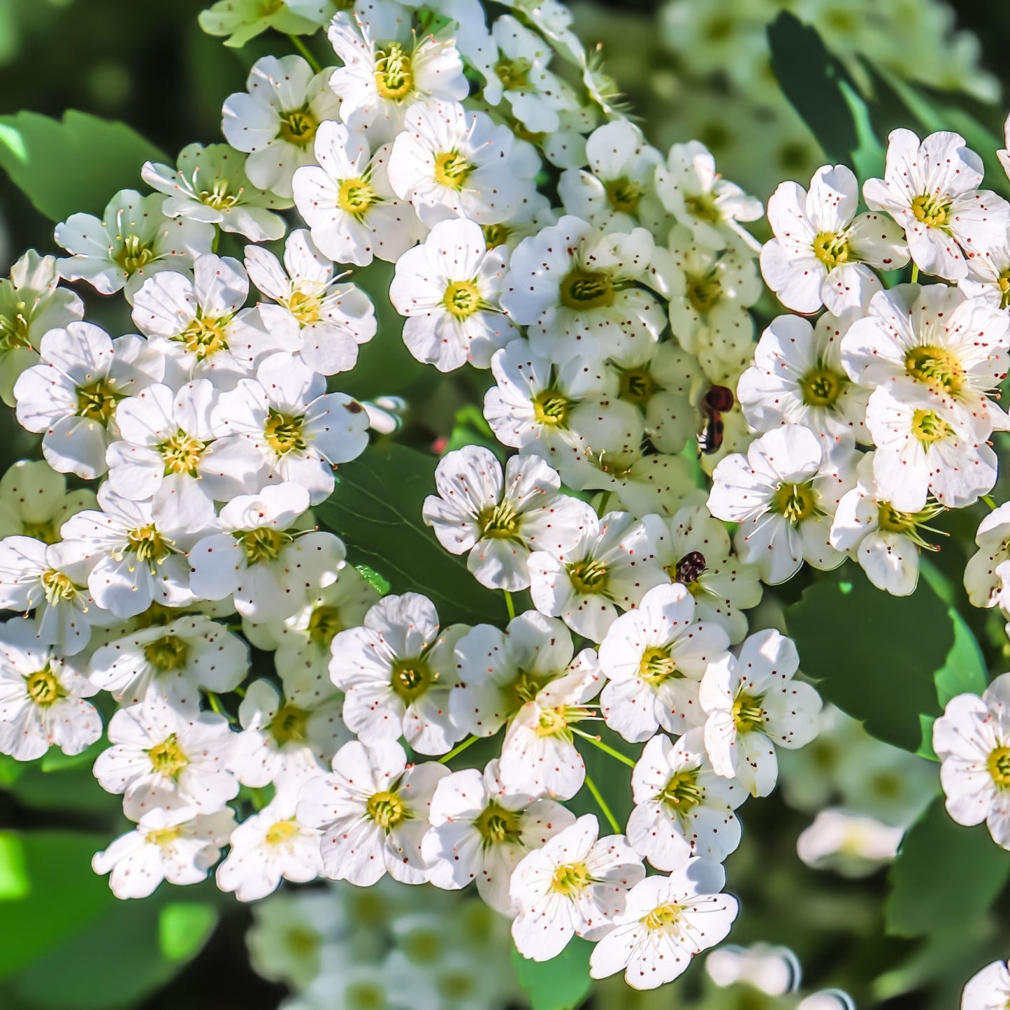 Spiraea japonica 'Halward's Silver' 1L