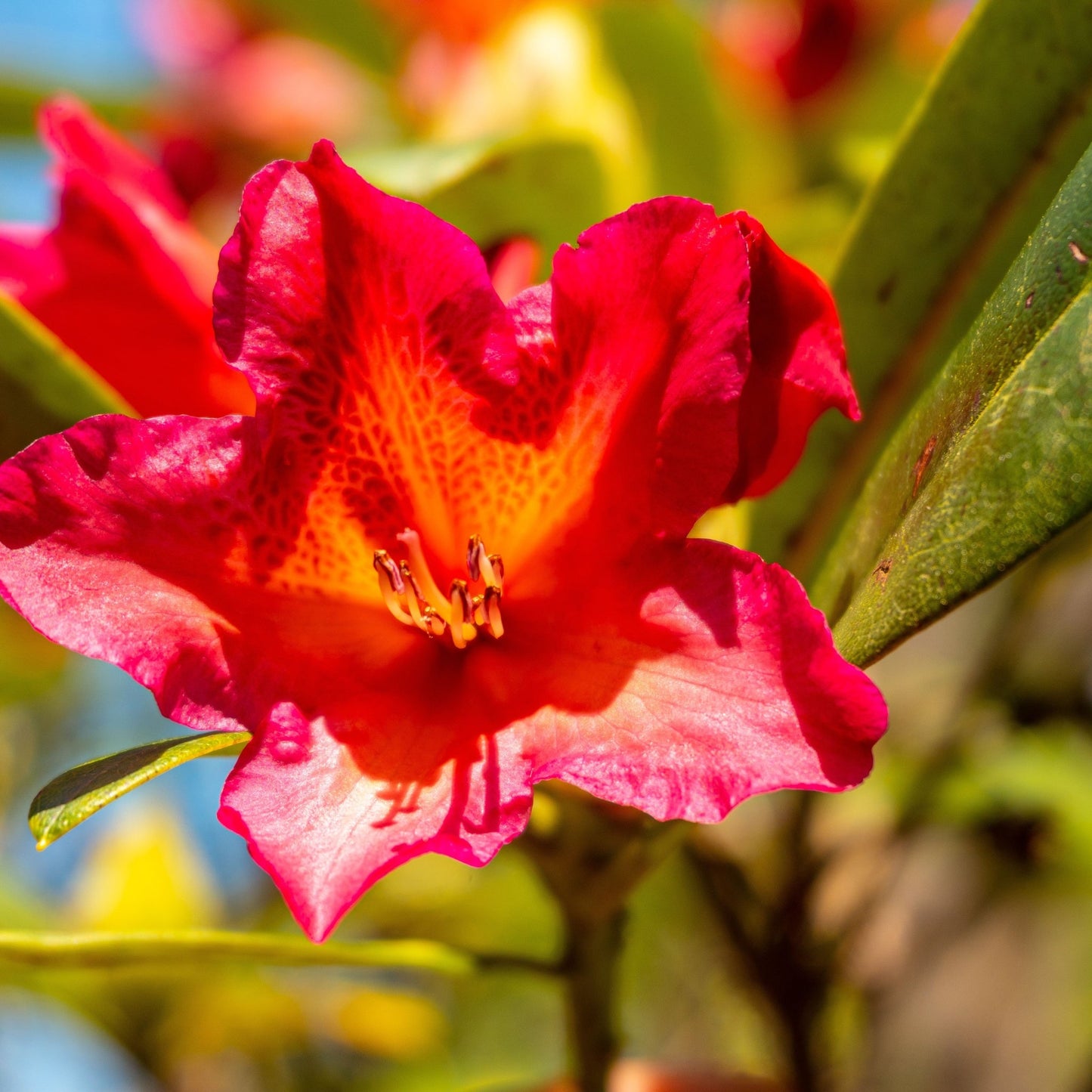 Rhododendron 'Golden Gate' 5L