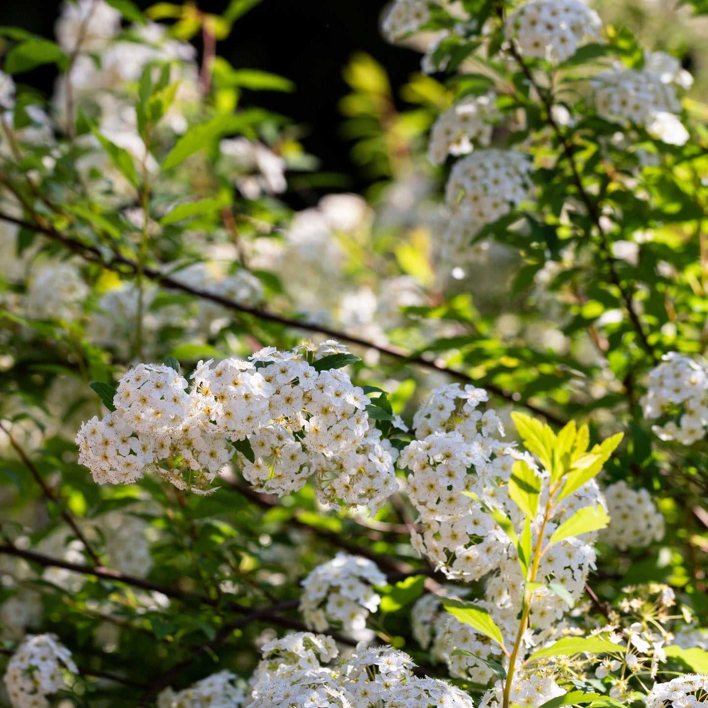 Spiraea japonica 'Halward's Silver' 1L