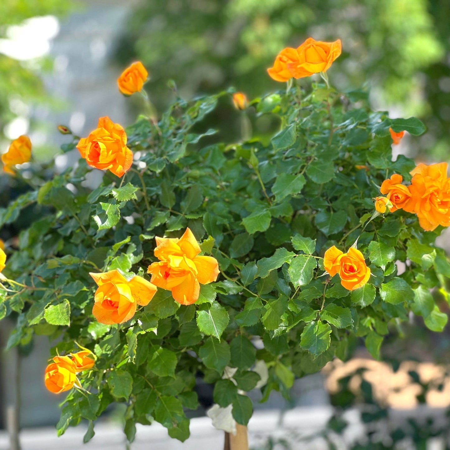 Patio Standard Rose 'Yellow' 60-70cm