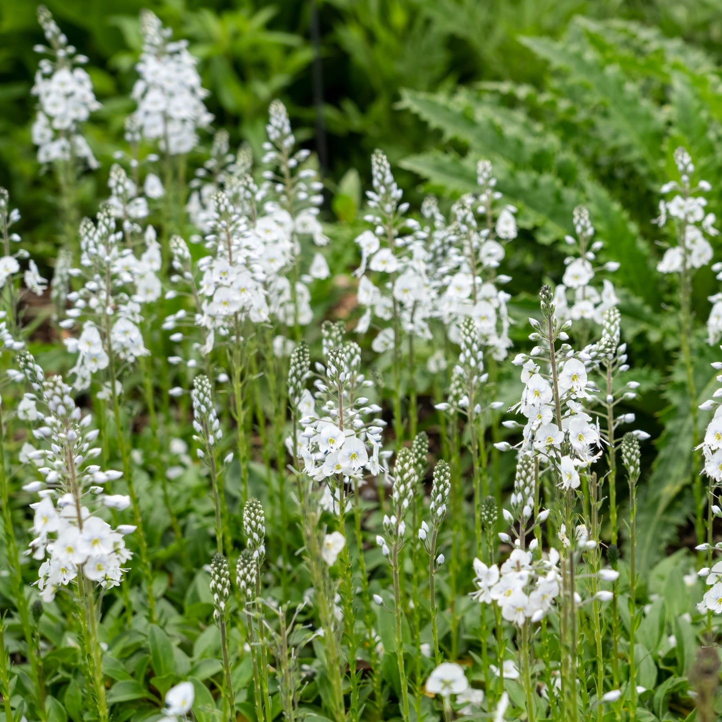Veronica 'Tissington White' 2L