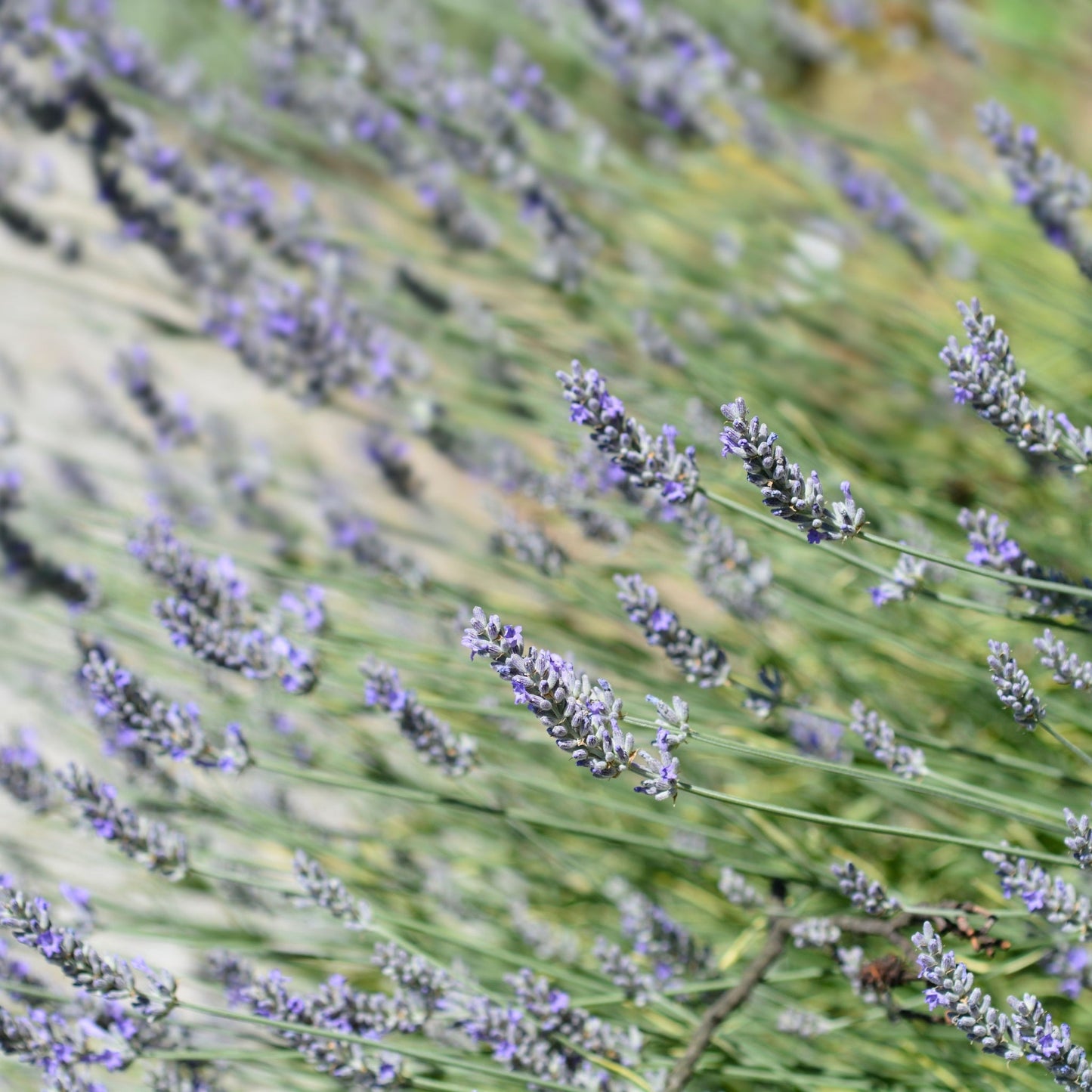 Lavender angustifolia 'Platinium Blonde' 9cm