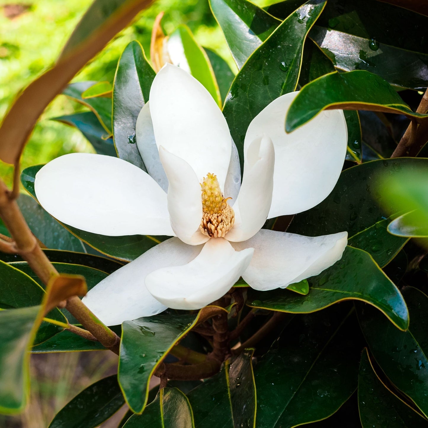 Evergreen Magnolia | Magnolia grandiflora 'Little Gem' | 50-60cm, 90-100cm