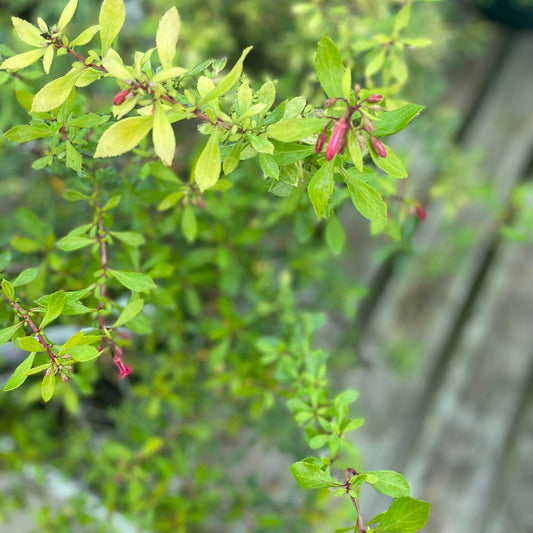 Escallonia 'Golden Carpet' 9cm