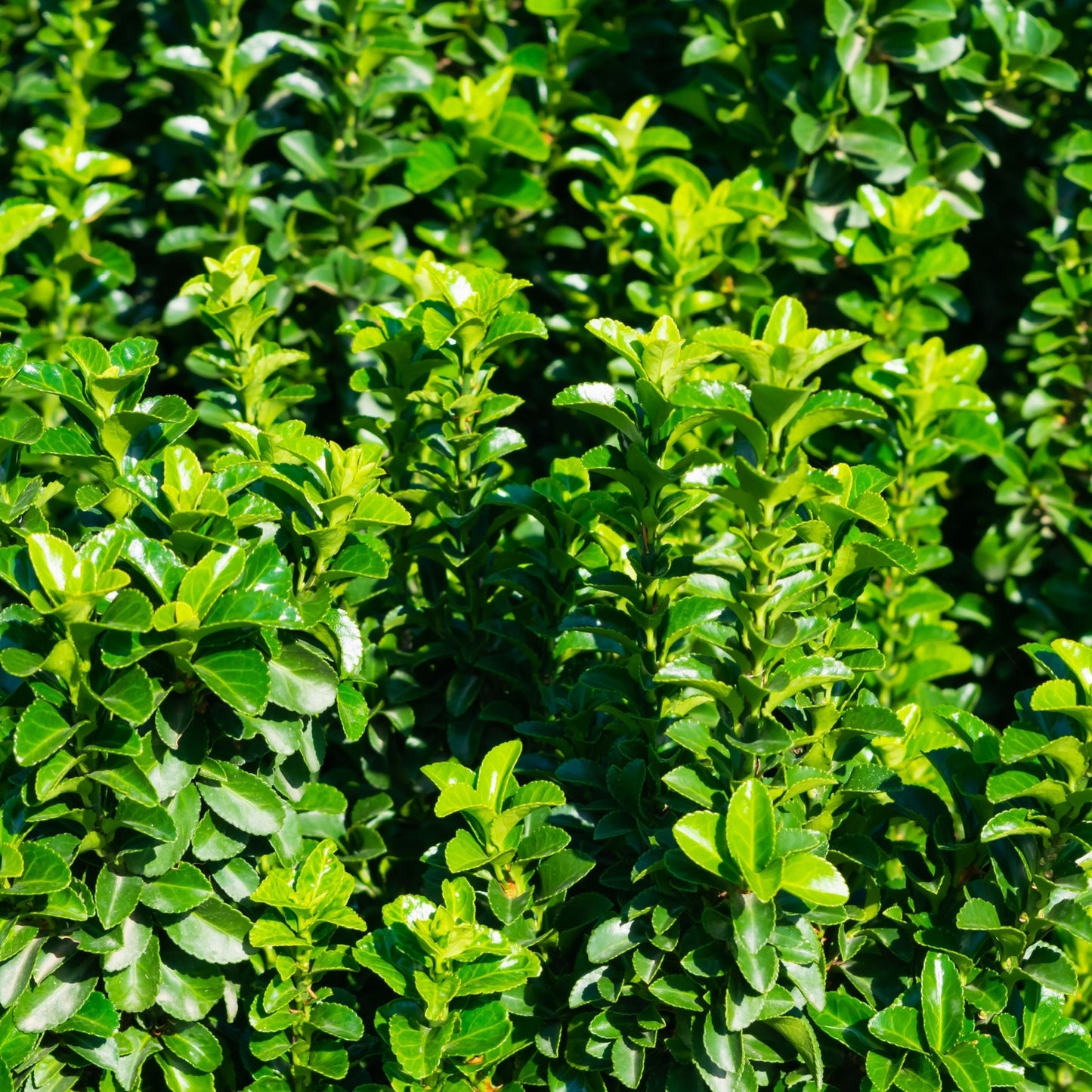 Euonymus japonicus 'Jean Hugues' 9cm