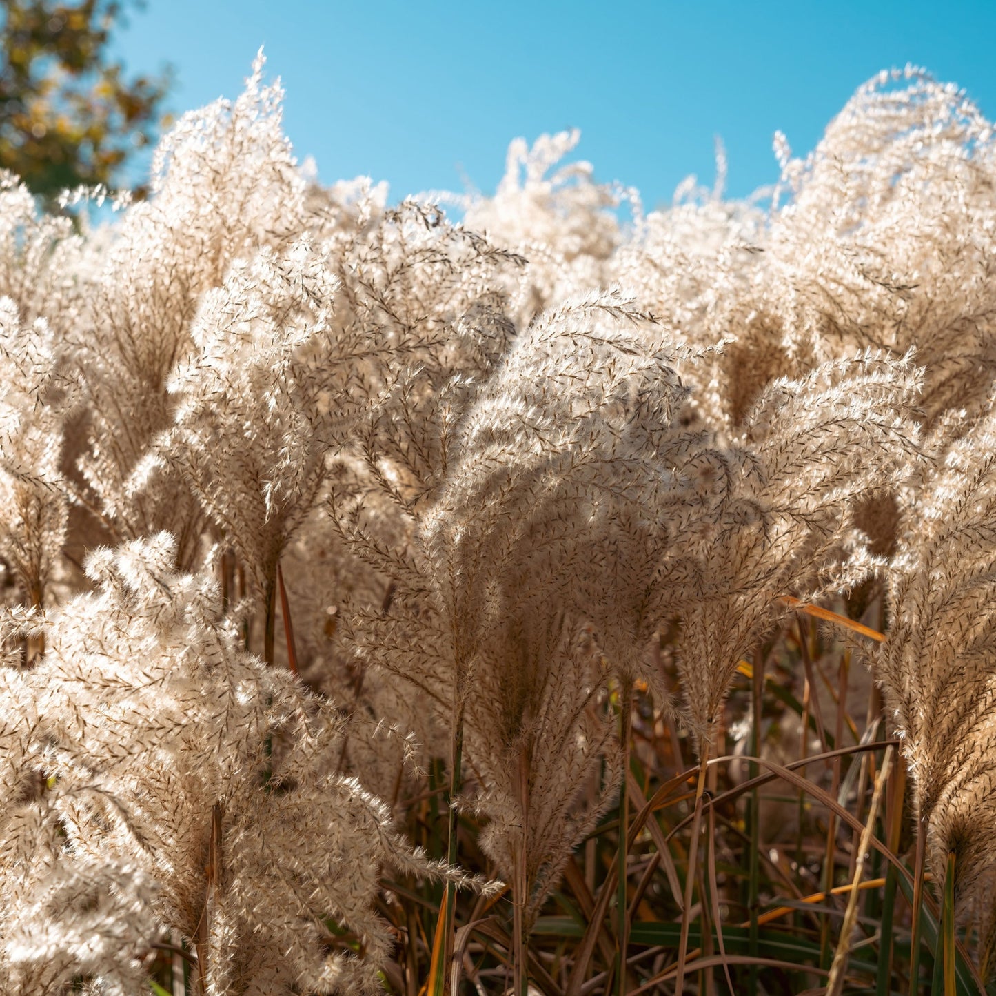 Miscanthus sinensis 'Kleine Silberspinne' 2L