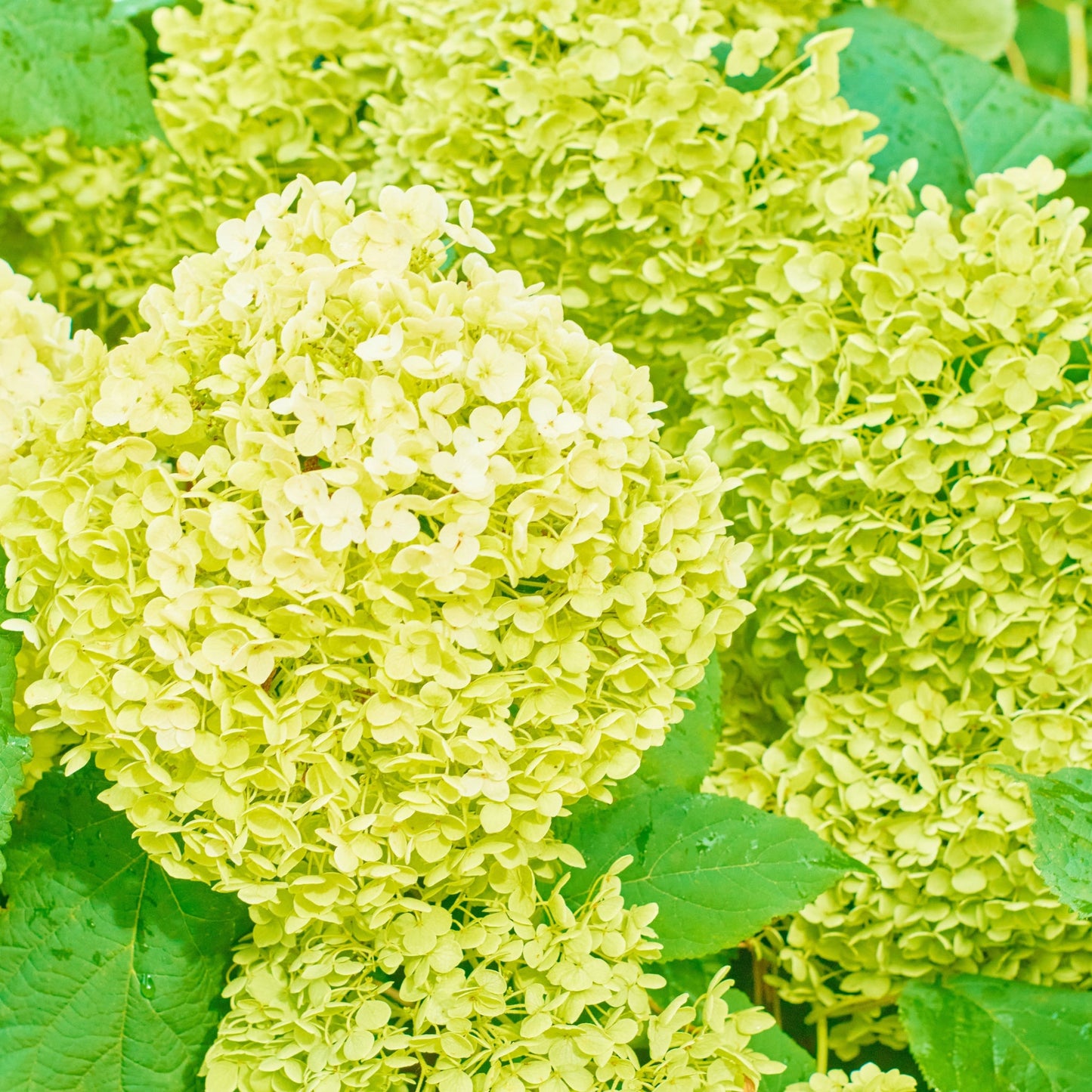 Hydrangea paniculata 'White Light' 2L / 5L / 7.5L