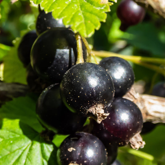 Blackcurrant 'ribes nigrum' Ben Nevis 2L