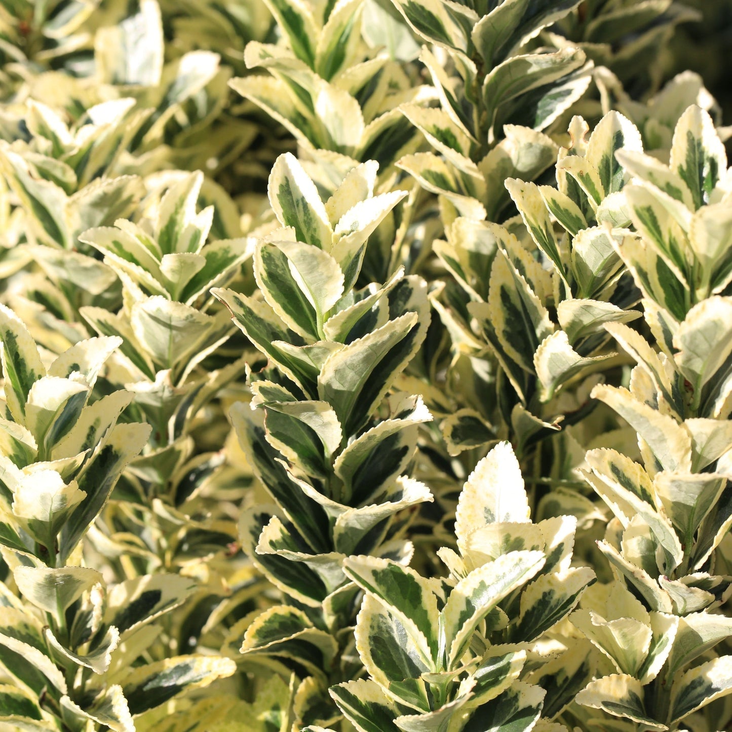 Euonymus japonicus 'White Spire' 9cm-5L.