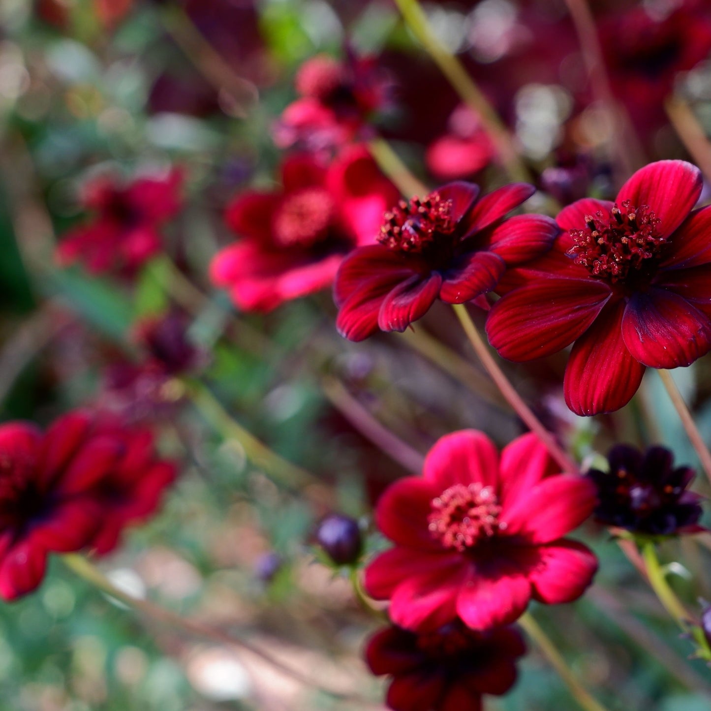 Cosmos 'Cherry Chocolate' 9cm