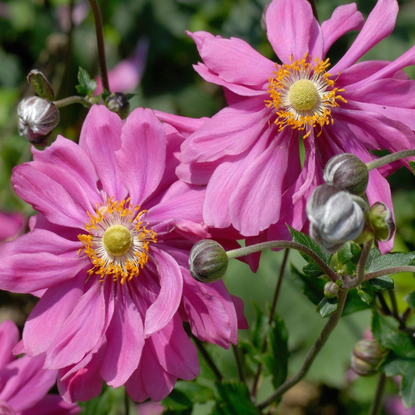 4 x Pink Flowering Perennials €“ 9cm Pots