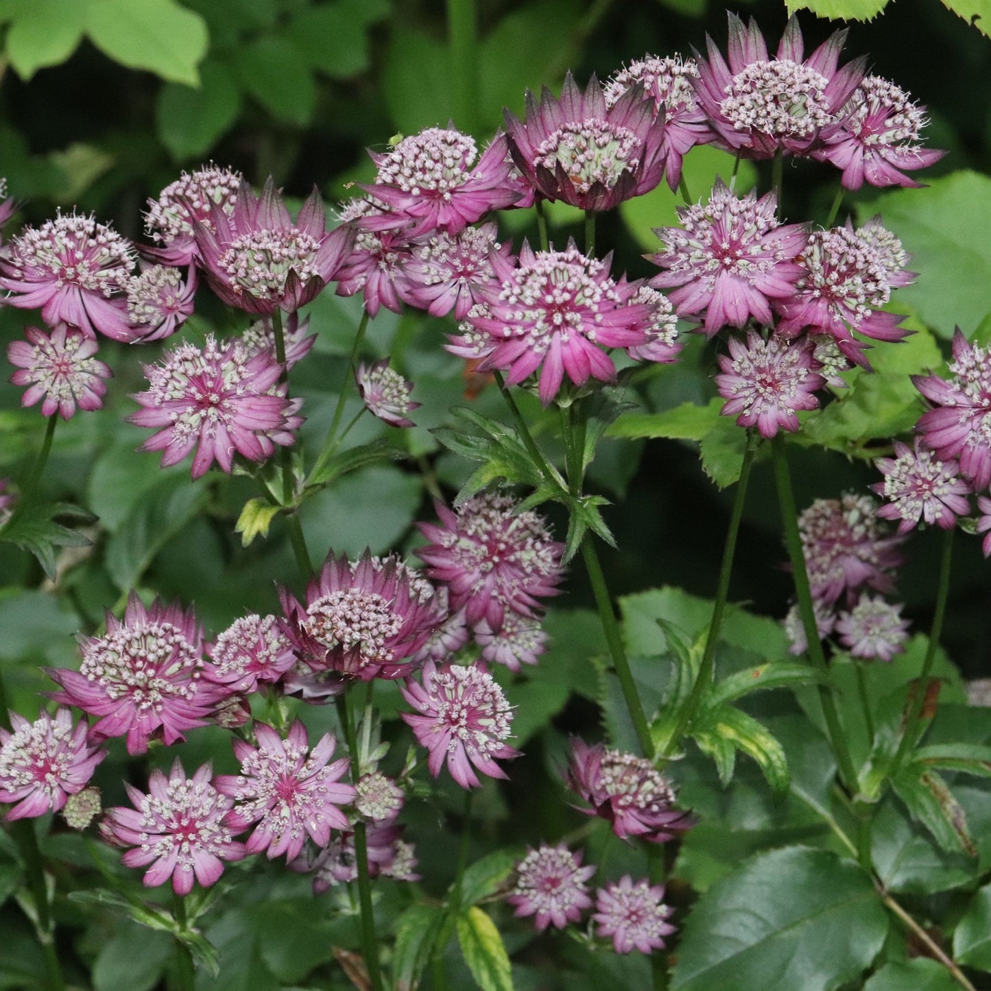 Astrantia major 'Venice' 2L