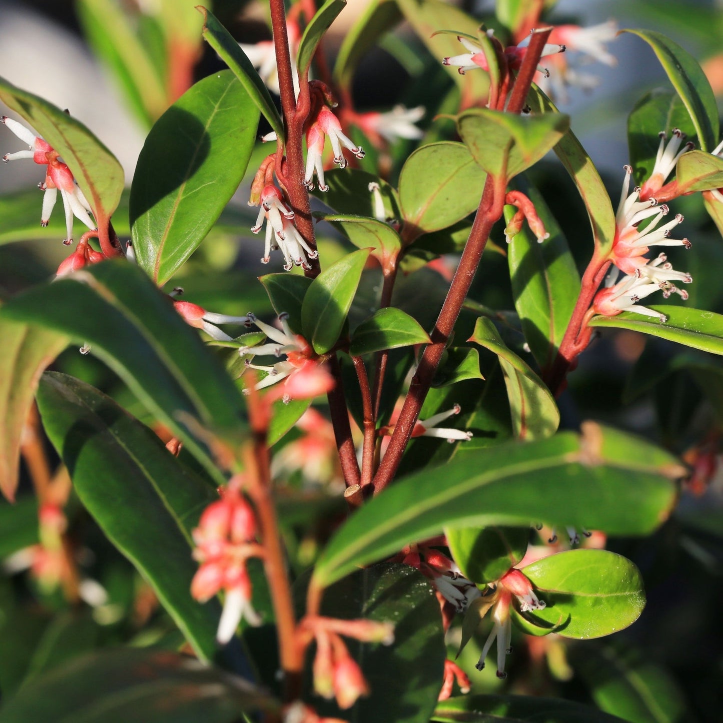 Sarcococca hookeriana 'Winter Gem' 9cm