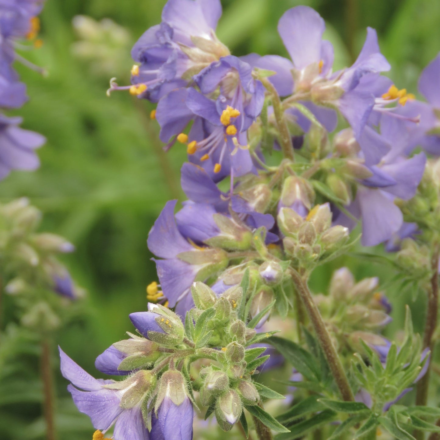 Polemonium 'Golden Feathers' (Jacobs Ladder) 9cm