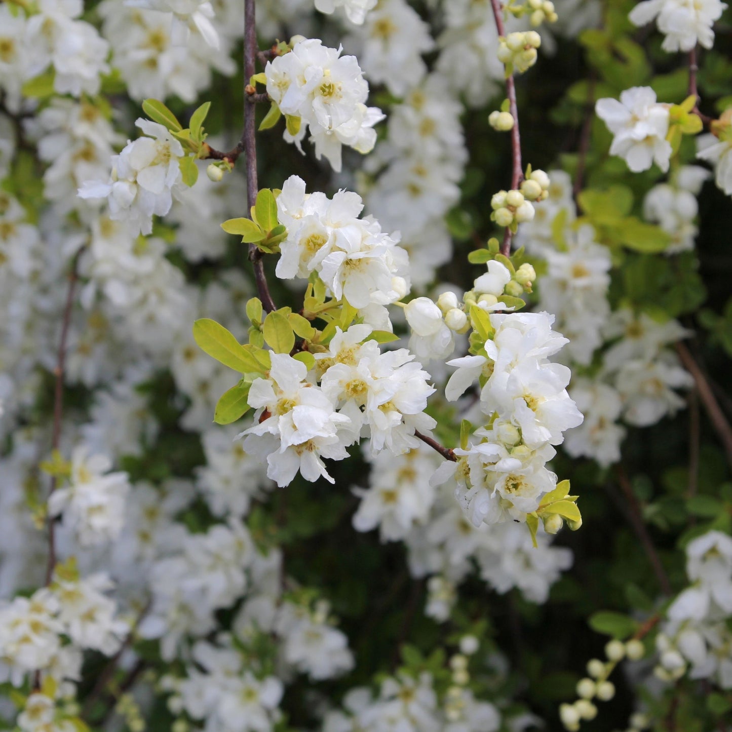 Exochorda Ã— macrantha 'The Bride'  2L
