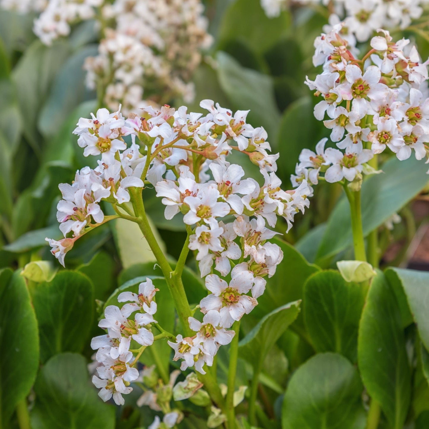 Bergenia Bressingham White 2L