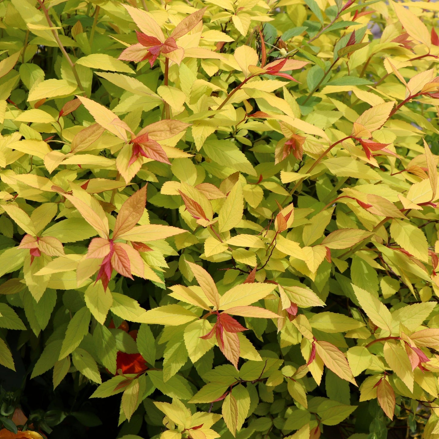 Spiraea japonica 'Golden Princess' 9cm / 1L / 2L