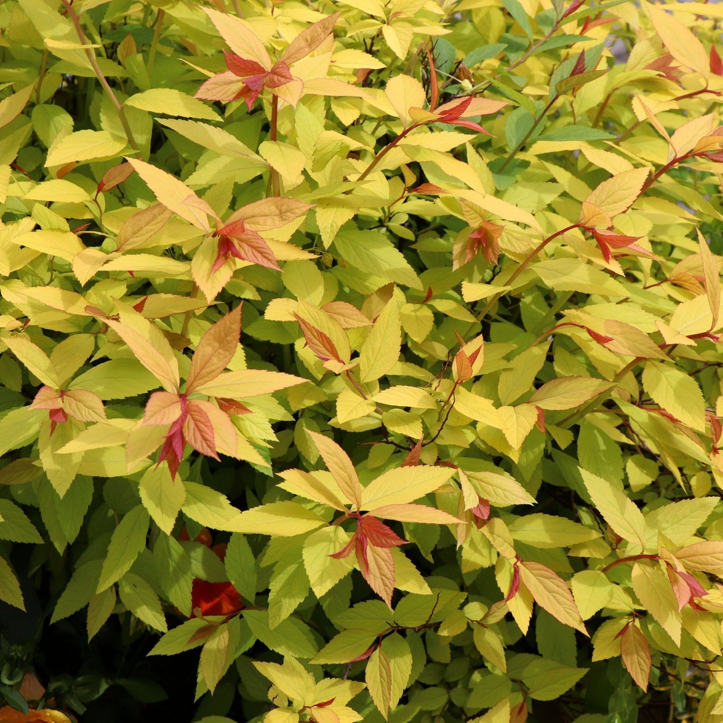 Spiraea japonica 'Golden Princess' 1L / 2L