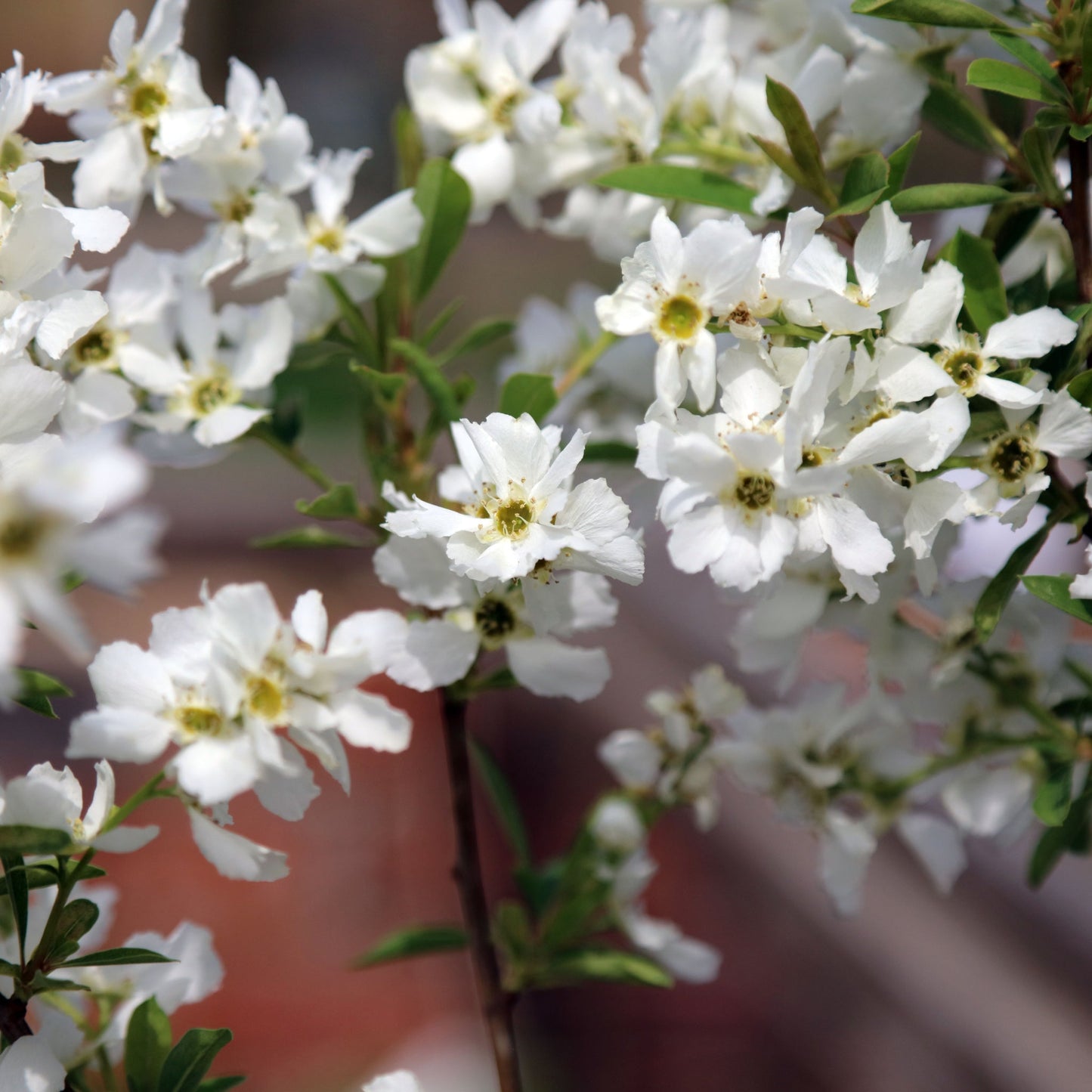 Exochorda Ã— macrantha 'The Bride'  2L