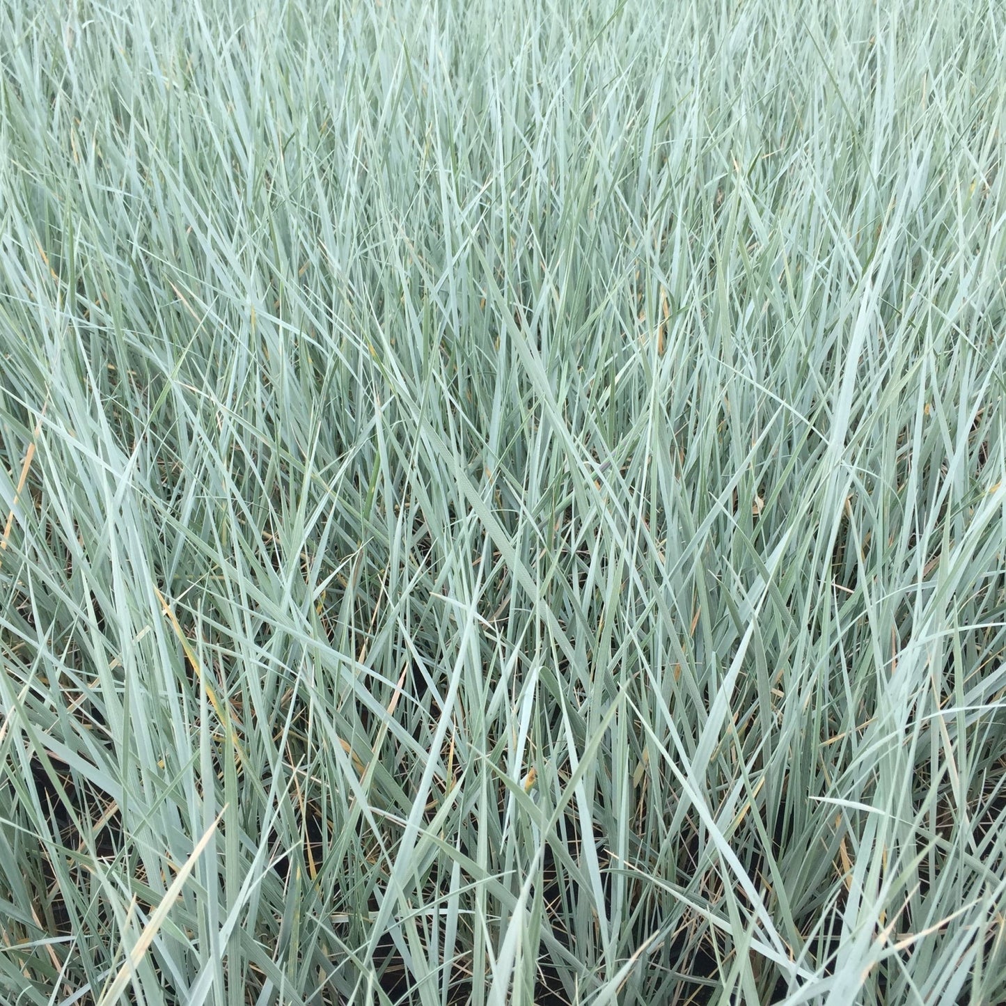Elymus magellanicus 9cm