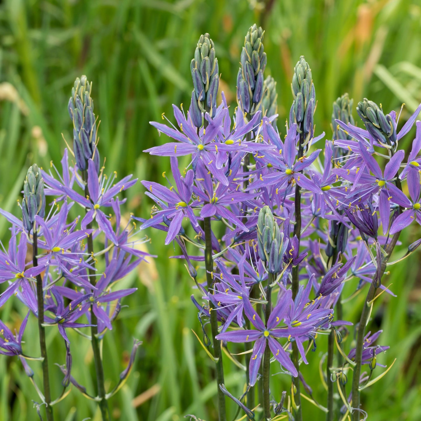 Camassia leichtlinii €˜Caerulea€™ 9cm Pot