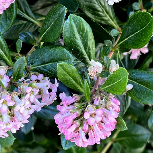 Escallonia 'Apple Blossom' 9cm