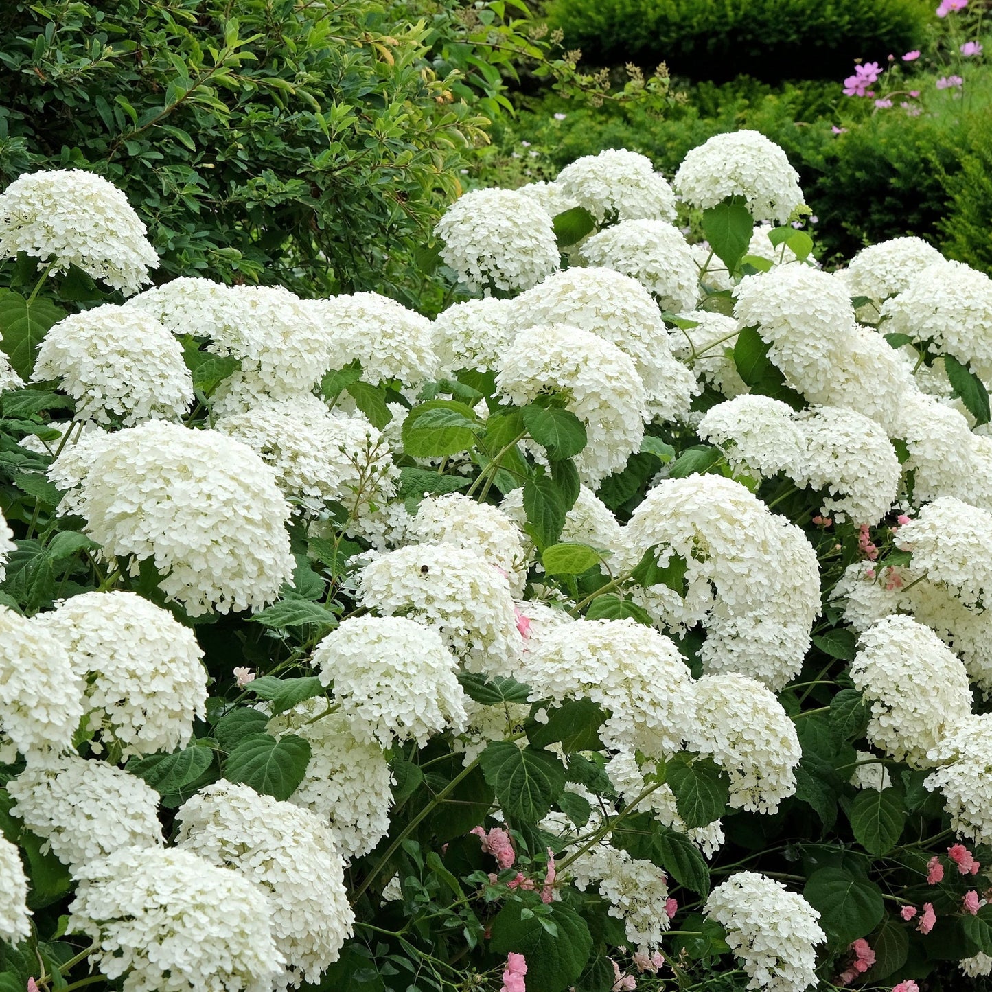 Hydrangea arborescens 'Incrediball' / 'Strong Annabelle' 3L / 5L / 10L